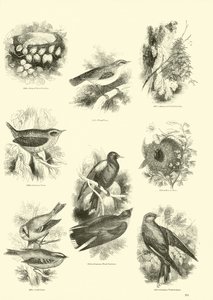 Page from The Pictorial Museum of Animated Nature