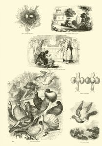 Page from The Pictorial Museum of Animated Nature by English School