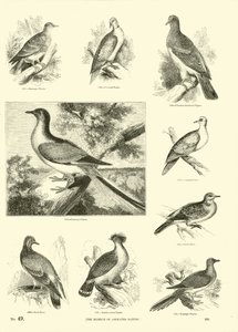 Page from The Pictorial Museum of Animated Nature by English School