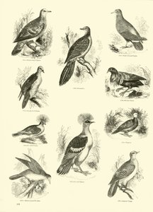 Page from The Pictorial Museum of Animated Nature by English School