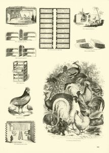 Page from The Pictorial Museum of Animated Nature