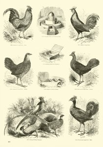 Page from The Pictorial Museum of Animated Nature