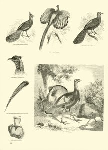 Page from The Pictorial Museum of Animated Nature by English School