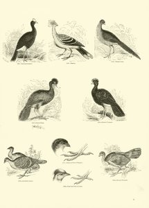 Page from The Pictorial Museum of Animated Nature by English School