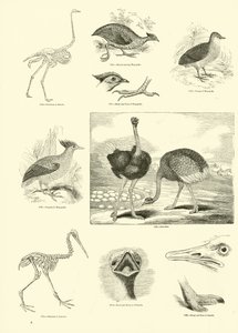 Page from The Pictorial Museum of Animated Nature