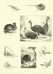 Page from The Pictorial Museum of Animated Nature by English School