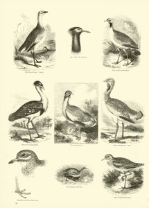 Page from The Pictorial Museum of Animated Nature by English School
