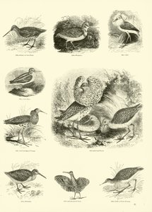 Page from The Pictorial Museum of Animated Nature by English School