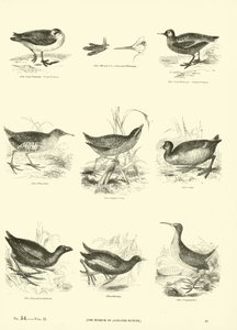 Page from The Pictorial Museum of Animated Nature by English School