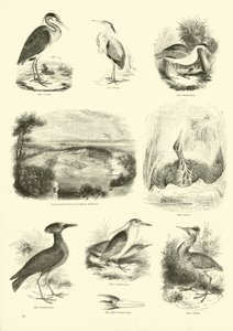 Page from The Pictorial Museum of Animated Nature