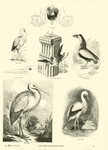Page from The Pictorial Museum of Animated Nature