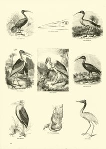 Page from The Pictorial Museum of Animated Nature by English School