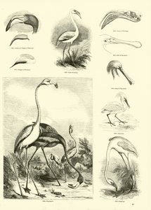 Page from The Pictorial Museum of Animated Nature by English School