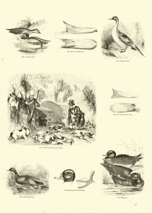Page from The Pictorial Museum of Animated Nature