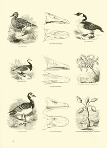 Page from The Pictorial Museum of Animated Nature by English School