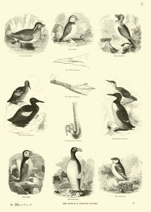 Page from The Pictorial Museum of Animated Nature