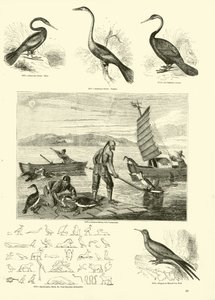 Page from The Pictorial Museum of Animated Nature by English School