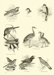 Page from The Pictorial Museum of Animated Nature by English School