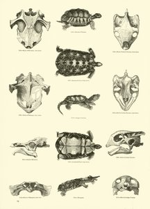 Page from The Pictorial Museum of Animated Nature