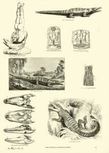 Page from The Pictorial Museum of Animated Nature