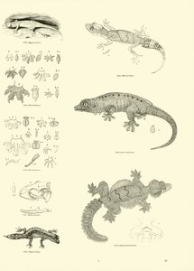 Page from The Pictorial Museum of Animated Nature