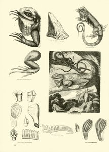 Page from The Pictorial Museum of Animated Nature by English School