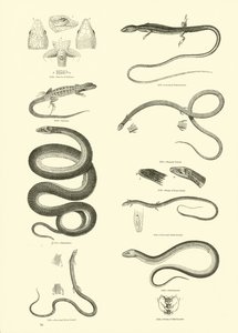 Page from The Pictorial Museum of Animated Nature by English School