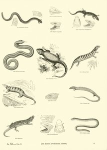 Page from The Pictorial Museum of Animated Nature by English School
