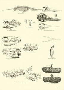 Page from The Pictorial Museum of Animated Nature by English School