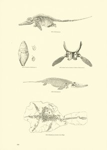 Page from The Pictorial Museum of Animated Nature