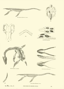 Page from The Pictorial Museum of Animated Nature by English School