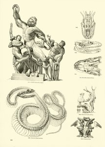 Page from The Pictorial Museum of Animated Nature