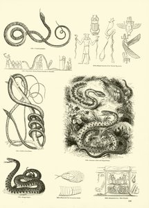 Page from The Pictorial Museum of Animated Nature