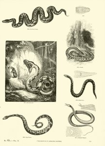 Page from The Pictorial Museum of Animated Nature