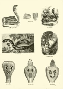 Page from The Pictorial Museum of Animated Nature by English School