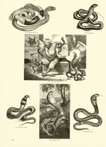 Page from The Pictorial Museum of Animated Nature