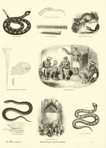 Page from The Pictorial Museum of Animated Nature by English School