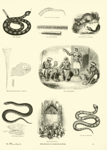Page from The Pictorial Museum of Animated Nature by English School