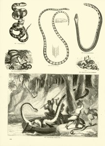 Page from The Pictorial Museum of Animated Nature