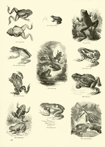 Page from The Pictorial Museum of Animated Nature by English School