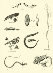 Page from The Pictorial Museum of Animated Nature