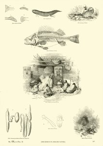 Page from The Pictorial Museum of Animated Nature
