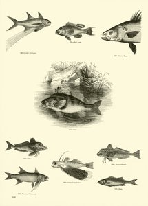 Page from The Pictorial Museum of Animated Nature by English School