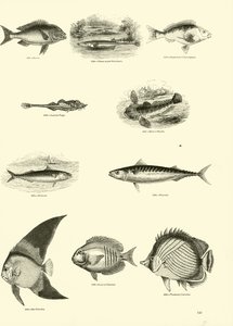 Page from The Pictorial Museum of Animated Nature by English School