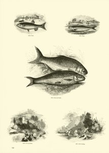 Page from The Pictorial Museum of Animated Nature by English School