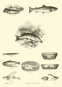 Page from The Pictorial Museum of Animated Nature by English School