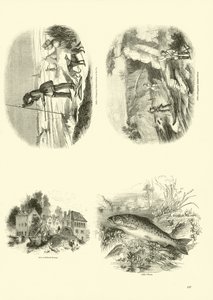 Page from The Pictorial Museum of Animated Nature