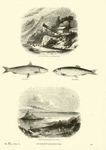 Page from The Pictorial Museum of Animated Nature