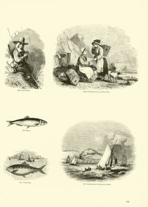 Page from The Pictorial Museum of Animated Nature