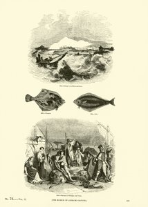 Page from The Pictorial Museum of Animated Nature